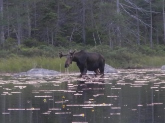 2016-07-17 19-48-26-Appalachian-Trail-496-Moose-in-Ethan-Pond-GOOD.jpg